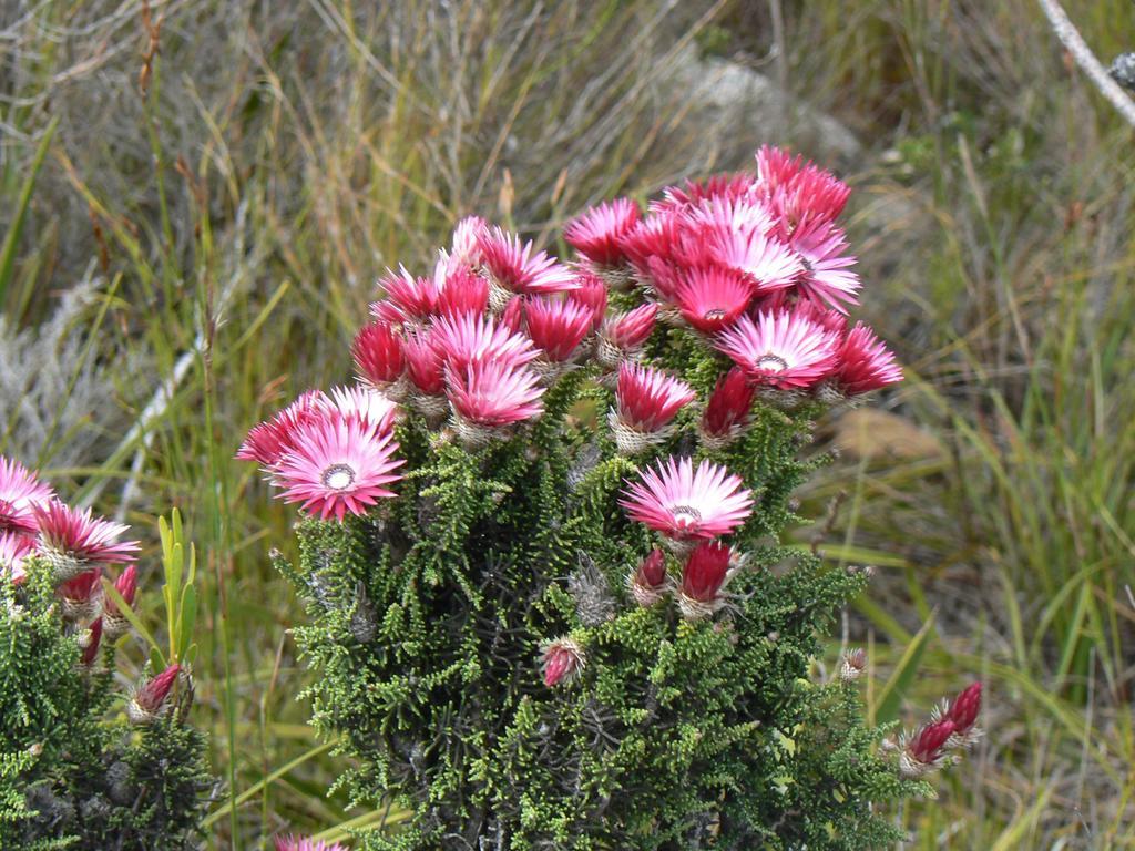 Van Den Berg'S Guesthouse Bettyʼs Bay Zewnętrze zdjęcie
