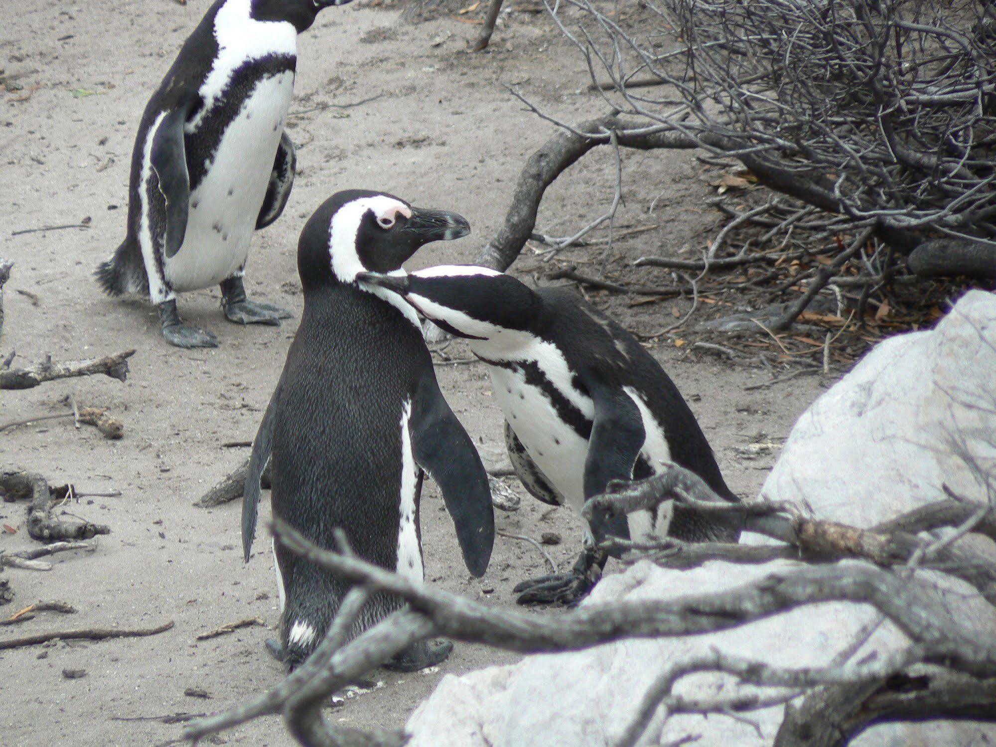 Van Den Berg'S Guesthouse Bettyʼs Bay Zewnętrze zdjęcie
