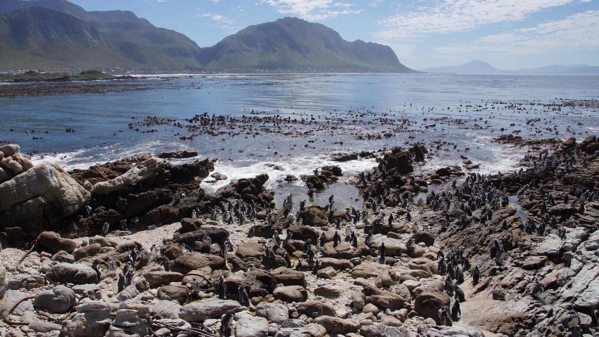 Van Den Berg'S Guesthouse Bettyʼs Bay Zewnętrze zdjęcie