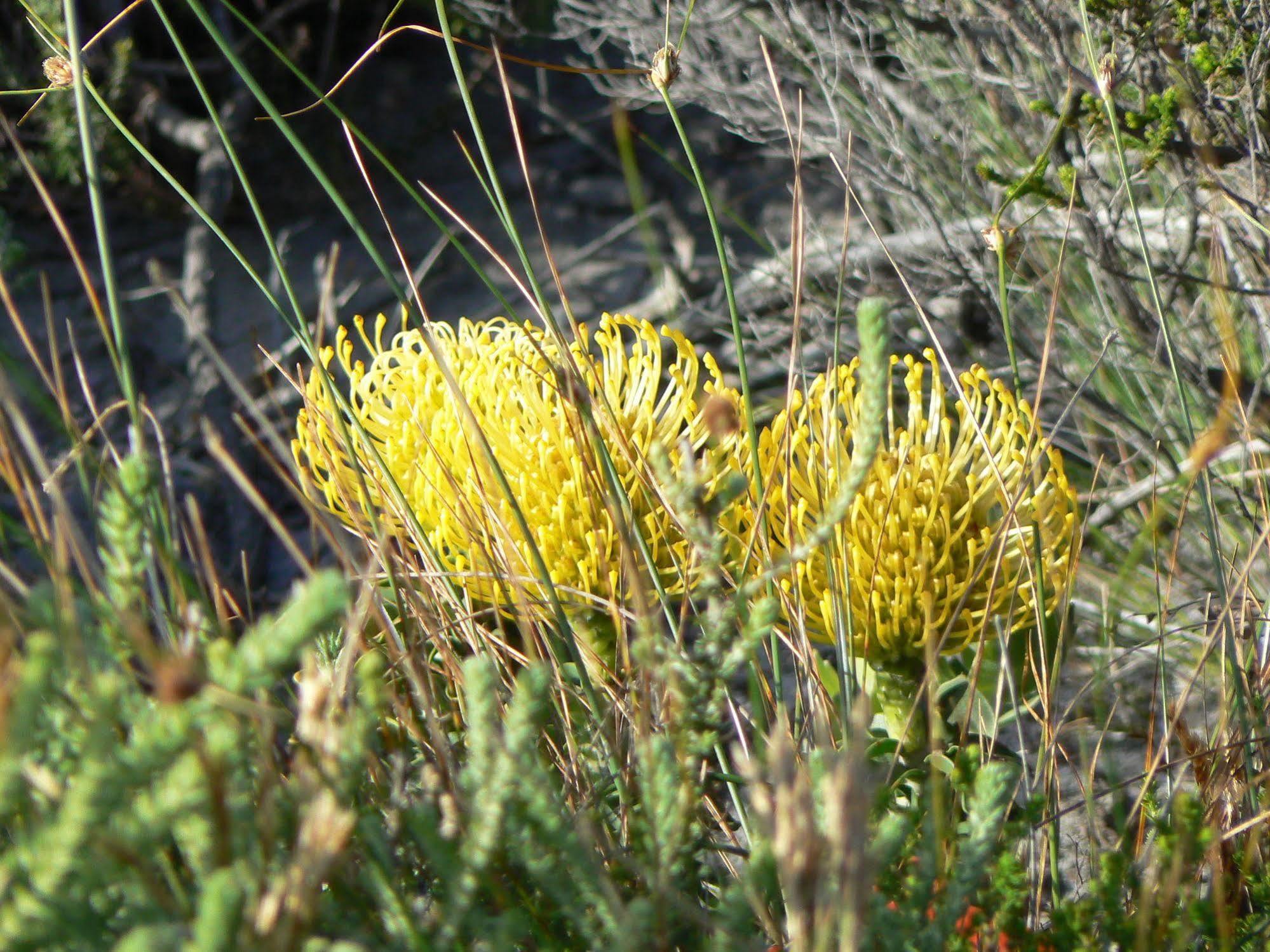 Van Den Berg'S Guesthouse Bettyʼs Bay Zewnętrze zdjęcie