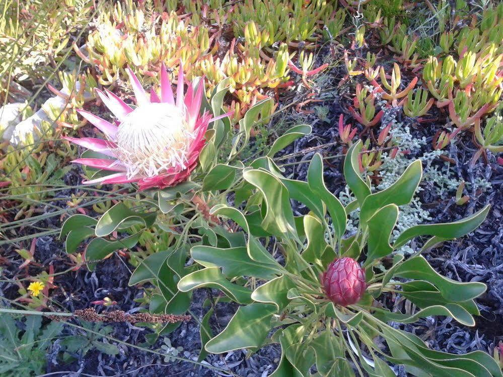 Van Den Berg'S Guesthouse Bettyʼs Bay Zewnętrze zdjęcie